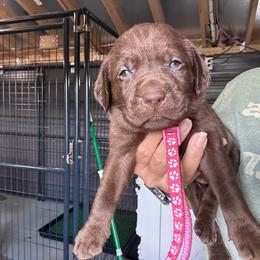 Pink - Chocolate female Labrador Retriever puppy in Newton Grove, North Carolina from Wayalife Labradors & Gsp’s