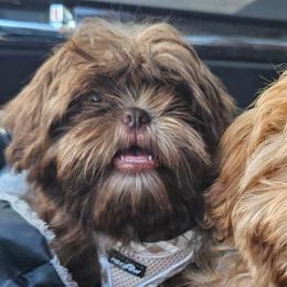Gideon - Shih Tzu