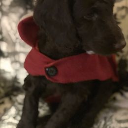Cuddles - Chocolate female Australian Labradoodle puppy in Eagle, Wisconsin from Fruitful Beginnings,LLC