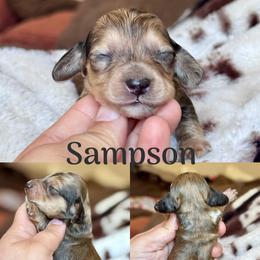 Sampson - Cream male Dachshund puppy in Hornbeck, Louisiana from A&Z Mini Dachshunds