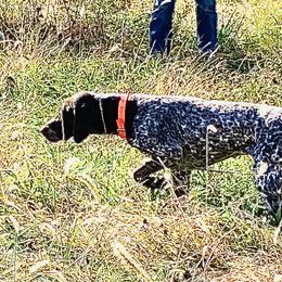 German Shorthaired Pointers from Sage Run GSP’s