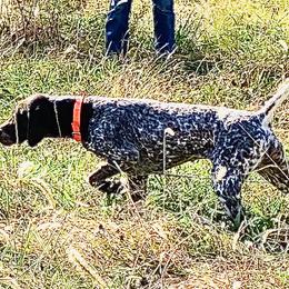 German Shorthaired Pointers from Sage Run GSP’s