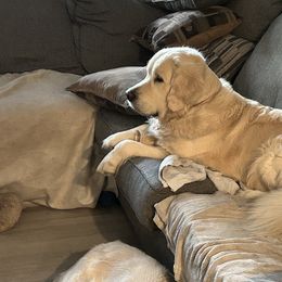 Golden Retriever All Grown Up from Liberty English Cream Golden Retrievers