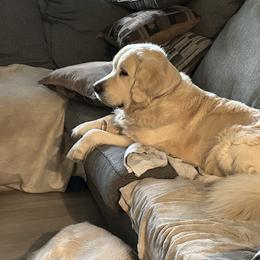 Golden Retriever All Grown Up from Liberty English Cream Golden Retrievers