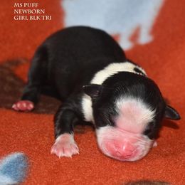 Ms Puff - Black tri female Miniature Australian Shepherd puppy in Patterson, North Carolina from DreamLine Aussies