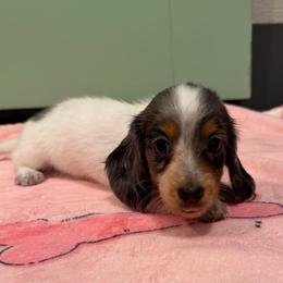 Amanda - Dapple female Dachshund puppy in Irving, Texas from DFW Dachshunds by G & S