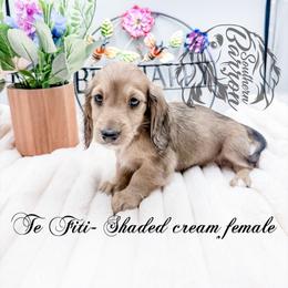 Te Fiti - Cream female Dachshund puppy in Prairieville, Louisiana from Southern Barron Danes & Dachshunds