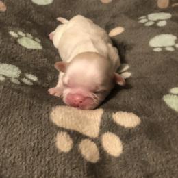 Lily May - Liver and white female Shih Tzu puppy in Milton, Florida from Shih tzu adventures of Santa Rosa Florida