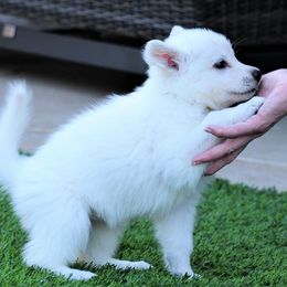 Berger Blanc Suisse Puppies from Absolute Dream White Swiss Shepherds