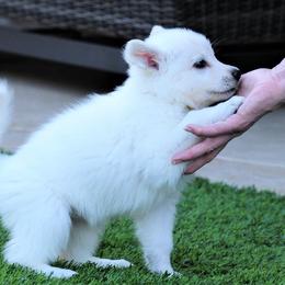 Berger Blanc Suisse Puppies from Absolute Dream White Swiss Shepherds