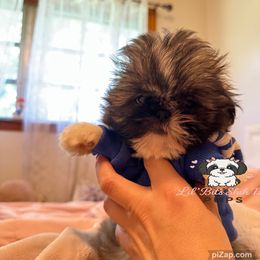 Doni - Tricolor male Shih Tzu puppy in Walkertown, North Carolina from Lil’ Bit’s Shih Tzu