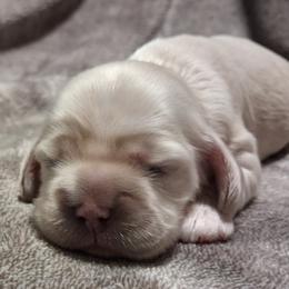 Lily - Buff female Cocker Spaniel puppy in Crossville, Tennessee from Timber Sunrise Cockers