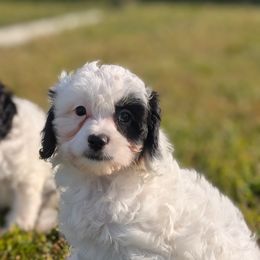 Lily - White female Cavapoo puppy in Rockvale, Tennessee from Robin's Nest Farm