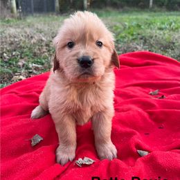 Bette Davis - Dark golden female Golden Retriever puppy in Meriden, Kansas from Sunkissed Retrievers