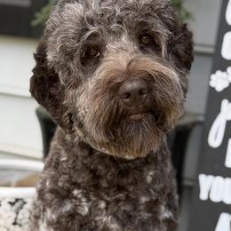 Cookie - Australian Labradoodle