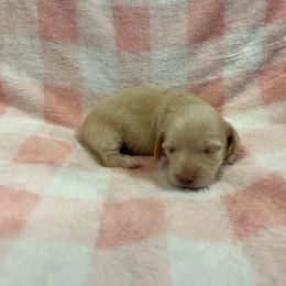Wendy - Cream female Dachshund puppy in Paris, Texas from Michel Creek Kennel