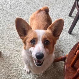 Shylow - Pembroke Welsh Corgi