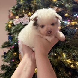 Boy 1 - Chocolate merle male Pomeranian puppy in Oak Lawn, Illinois from Pomeranian Boutique