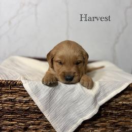 Harvest - Golden male Golden Retriever puppy in Fruitland, Idaho from Bethel Retrievers