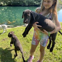 Great Dane Puppies from Starlight Danes