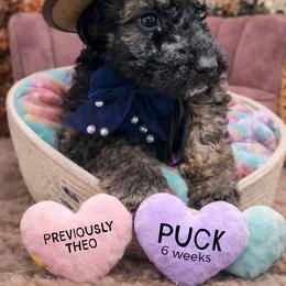 Theo - Wheaten male Whoodle puppy in Knoxville, Tennessee from Fleury Farm Doodles TN