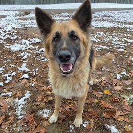 Brandy - German Shepherd