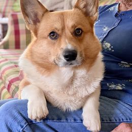 Pembroke Welsh Corgi puppies from Laur's Classic Corgis