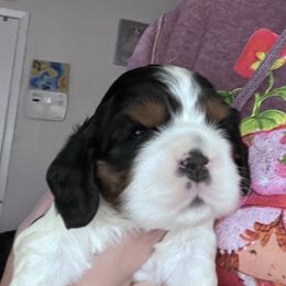 Cocker Spaniel Puppies from Southern Family Kennel