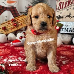 Gingerbread - Red  female Goldendoodle puppy in Peytno, Colorado from Grace N Faith Doodles
