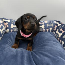 Dachshund Puppies from K9 Royal Club