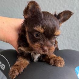 Candy girl - Chocolate, tan and white female Yorkshire Terrier puppy in Cape Coral, Florida from Katherine’s Yorkies and Poodles