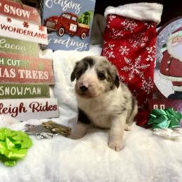 Border Collie and Jack Russell Terrier Puppies from CP FARMS BORDER COLLIES N JACKS CORP