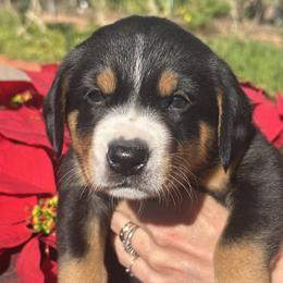 Dakar - Black white and tan male Entlebucher Mountain Dog puppy in Poway, California from Mont Blanc