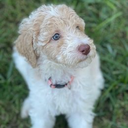 Eleven (Elle) - Parti female Goldendoodle puppy in Rocky Point, North Carolina from CelticDoods
