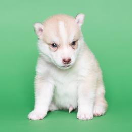 Brynner - Red and white male Siberian Husky puppy in Meadow Vista, California from Thistle Hill Siberians