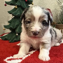 Chip - Blue merle male Miniature Australian Shepherd puppy in Colorado Springs, Colorado from Fuzy Butts Mini & Toy Aussies