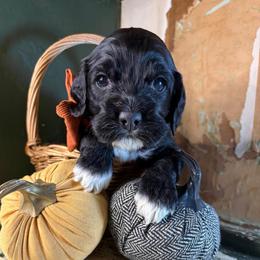 Boy 5 - Black and white male Cockapoo puppy in Lake Tansi, Tennessee from Davis cockapoos