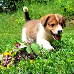 Martha Washington - Sable and white female American Corgi puppy in Gouverneur, New York from St. Lawrence Corgis