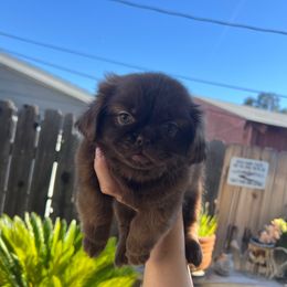 Girl - Liver female Shih Tzu puppy in Whittier, California from Socal Mother Of Shih Tzus