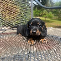 Bear - Black and tan male Dachshund puppy in Hawthorne, Florida from Circle M Dachshunds