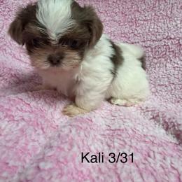 Kali - Liver and white female Shih Tzu puppy in Jasper, Indiana from Jacob’s Spoiled Shih Tzu