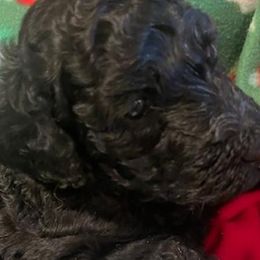Girl 1 - Windy - Poodle puppy from Ashton’s Standards
