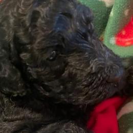 Girl 1 - Windy - Poodle puppy from Ashton’s Standards