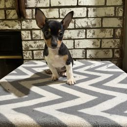 Beetle juice - Black and white male Teddy Roosevelt Terrier puppy in Denham Springs, Louisiana from K&B Menagerie Teddy Roosevelt Terriers