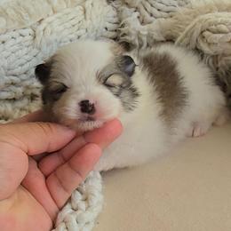 Olive - Orange parti male Pomeranian puppy in Los Angeles, California from Pommies of LA