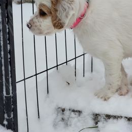 Hexa - Orange belton female English Setter puppy in Tiskilwa, Illinois from First Harmony Farms