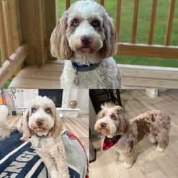 Daisy - Aussiedoodle