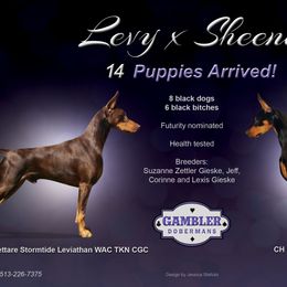 Doberman Pinschers from Gambler Dobermans