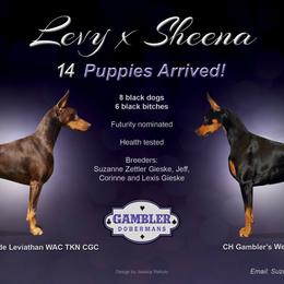 Doberman Pinschers from Gambler Dobermans