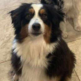 Paisley - Australian Shepherd